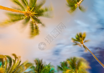 棕榈树在风边图片