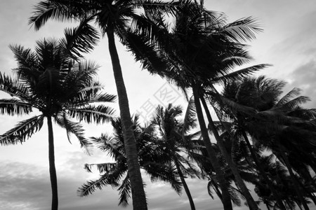 黑白椰子树图片