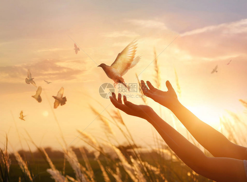女人祈祷和自由鸟儿享受大自然在日落的背景图片