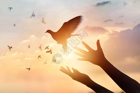 女人祈祷解放鸟儿在日落下飞图片