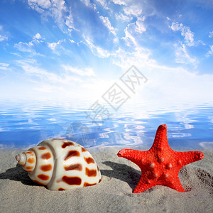 日落时沙滩上有海星贝壳图片