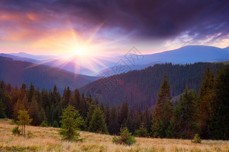 山和日落的针叶林图片