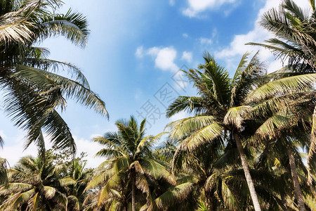 海南岛的棕榈树图片