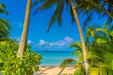 美丽的热带海滩和海天堂岛椰子棕榈树图片