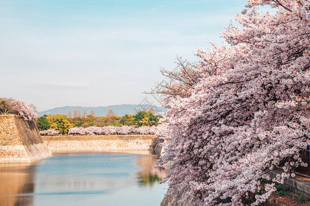 日本大阪城的樱花图片