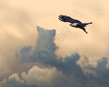 非洲鱼鹰在飞向美丽的日图片