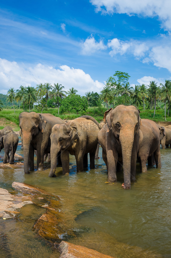 在美丽的河流景观中的大象图片