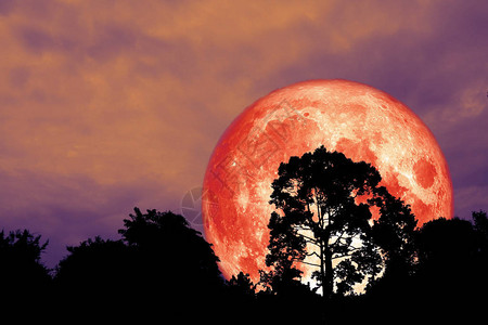 红月的红色血月背影树夜红天空美国航天局提供的图片