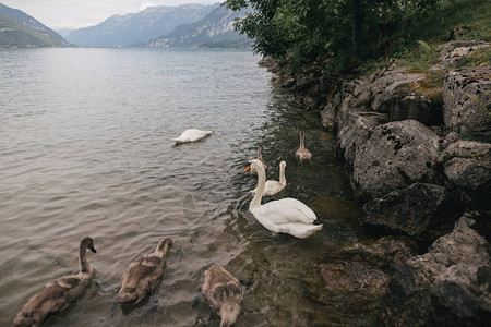 在瑞士伯尔尼山湖漂浮图片