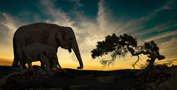 大象和树在日落的剪影图片