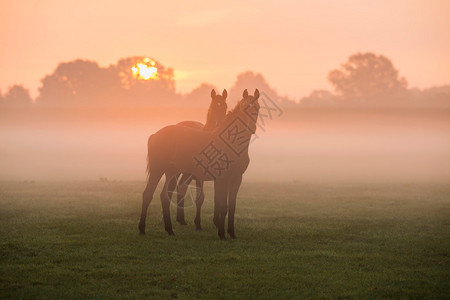 黎明时分两匹马站在雾中草地上吉斯特伦图片