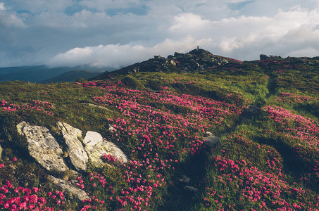 夏花山中的小路空地里盛开的杜鹃花晴天喀尔巴阡山脉图片