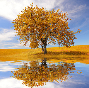 孤独美丽的秋天树秋天的风景图片