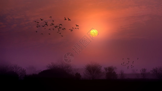 鸟儿在日落时在天空飞翔图片