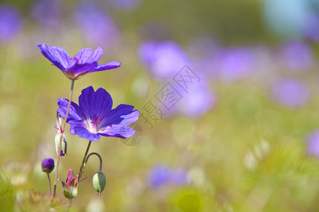 紫色野花的宏观拍摄图片