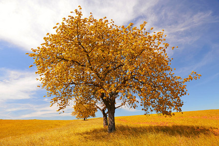 秋天的风景与树图片