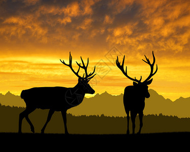 夕阳下的鹿剪影图片