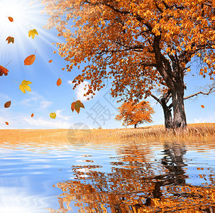 落叶的秋景图片