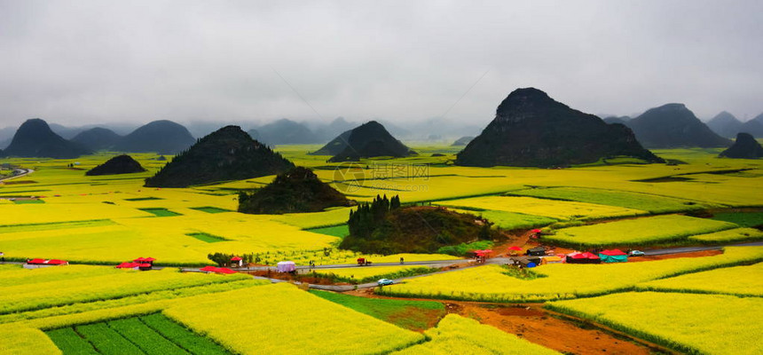 Canola田地Luoping带烟雾的图片