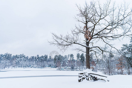 冬季公园中的干树冰冻湖泊图片