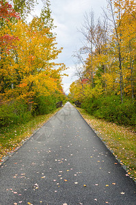 狭窄的人行道和自行车道在秋天两旁种满了枫树绚丽的秋天色彩马萨诸图片