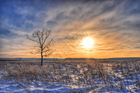 冬天的日落之树上长着华图片