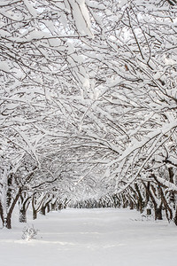 公园里白雪皑的冬季景观图片