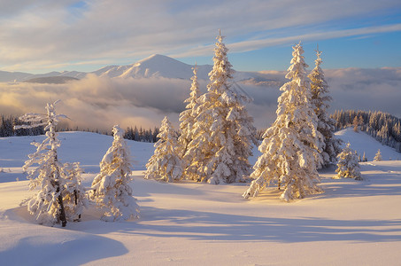 美丽的圣诞景色在雪下放出树木美图片