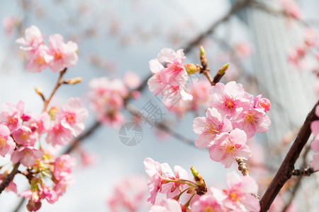 树上的粉红色樱花图片