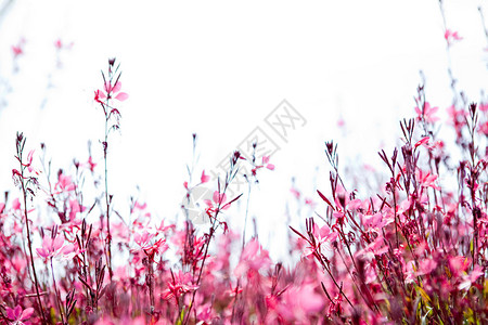 鲜艳的粉红色野花盛开的乡村田野的色彩鲜艳的低透视图图片