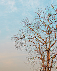 蓝天背景中的干树枝图片