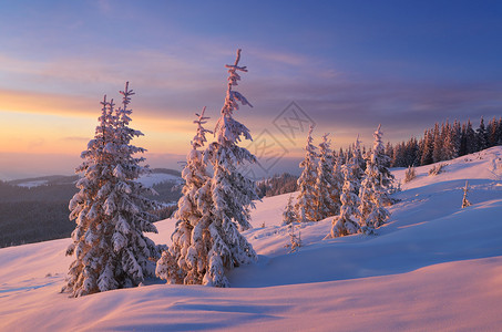 圣诞风景冬天的斯普鲁斯森林日落图片