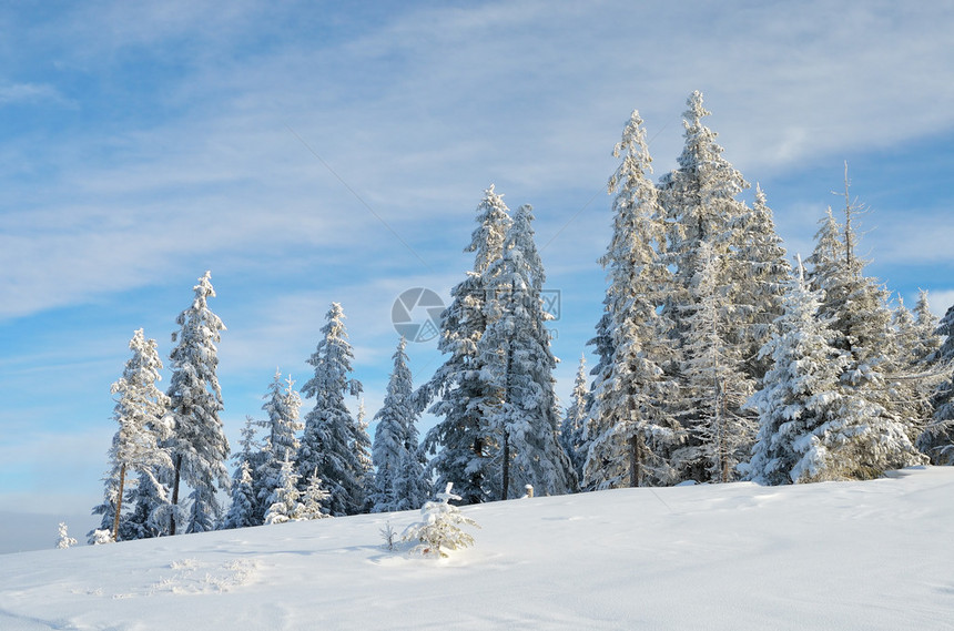 在阳光明媚的一天山地风景雪下森林着图片