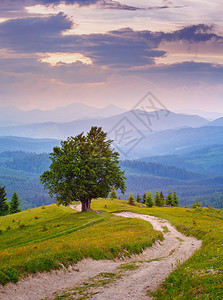 山地景观徒步路线附近的孤树旅游业和这个概念的活跃对应方h图片