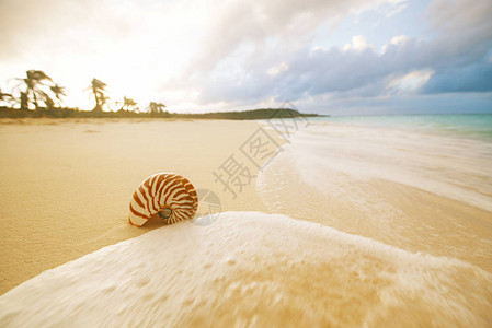 金沙滩上的纳图卢斯海壳日光下背景图片