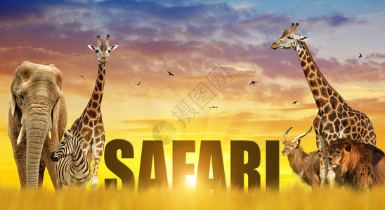 大象长颈鹿斑马和狮子在日落图片