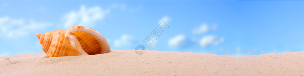 热带海滩上的海螺壳背景图片