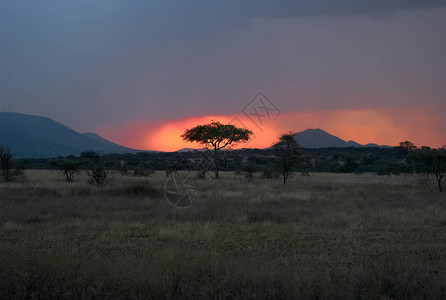 Serengeti的黄昏图片