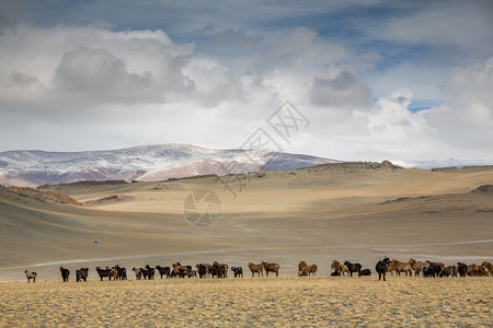 蒙古西部风景中的奶牛图片