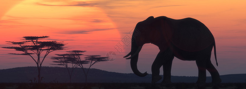 非洲大象在日落时的轮廓这是3背景图片