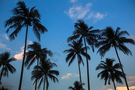 蓝天背景下棕榈树的剪影图片