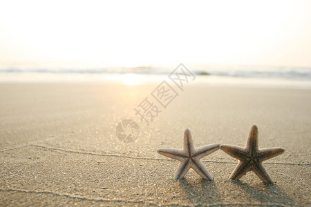 沙滩上的海星图片图片