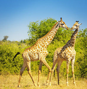 非洲博茨瓦纳Chobe公园野外的背景图片
