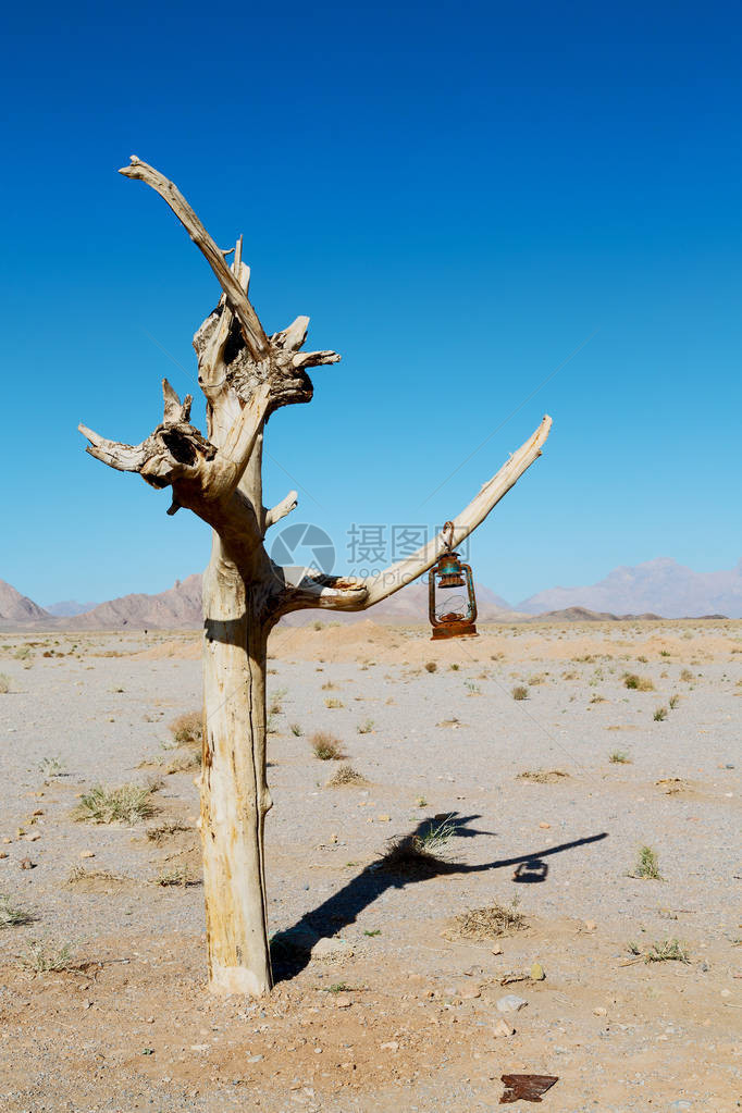 在伊朗在波斯空旷的沙漠中模糊老死树图片