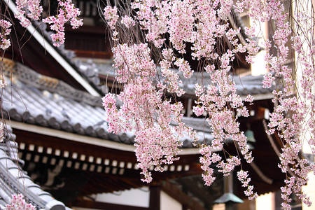 日本寺庙的樱花树图片
