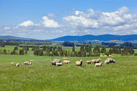 新西兰田野牧羊的图片