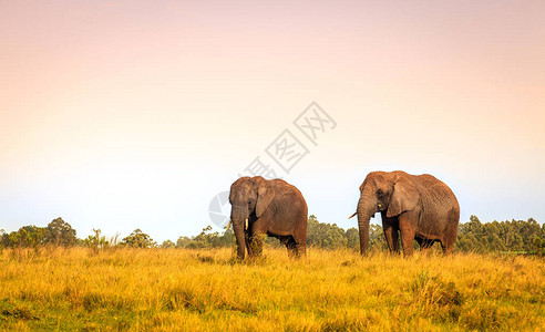 南非Knysna大象公园的图片