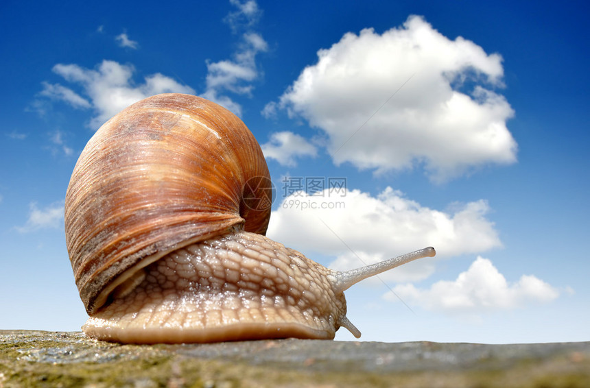 花园蜗牛Helixas图片