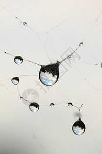 蜘蛛网中的水滴图片