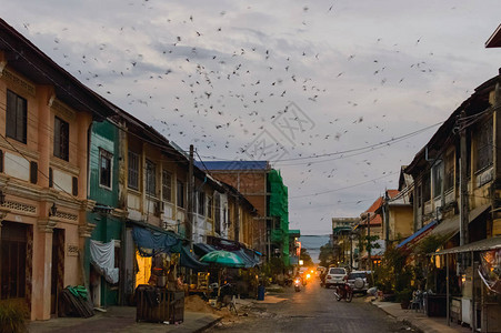 许多鸟儿在日落时天上飞快翔柬埔图片